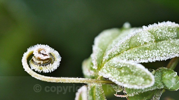 Frosty Tendril - MACRO & CLOSE UPS