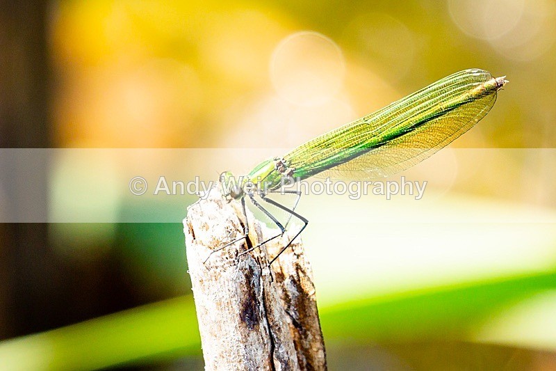 20180704-Rixton-3K8A1890 - Dragonflies & Damselflies