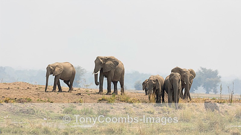 Elephant - Mana Pools ~ The Mammals