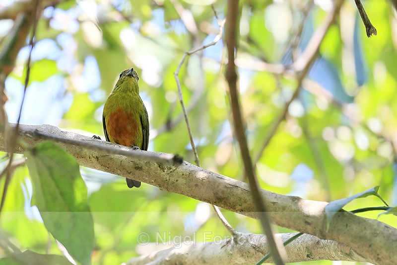 Spot-crowned Euphonia (female) front view, Osa Peninsula, Costa Rica - Spot-crowned Euphonia