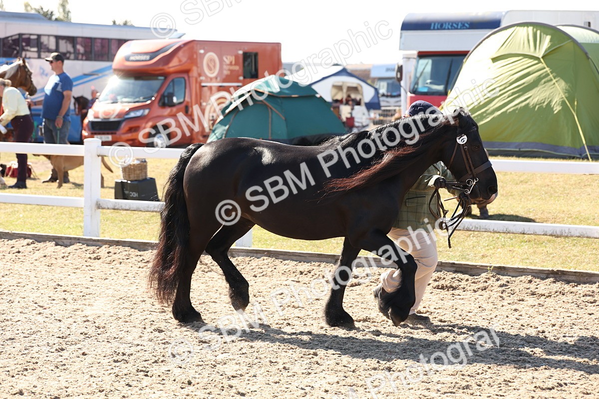 SBM_12904 - Class 206 - IH Non Show Type Pony