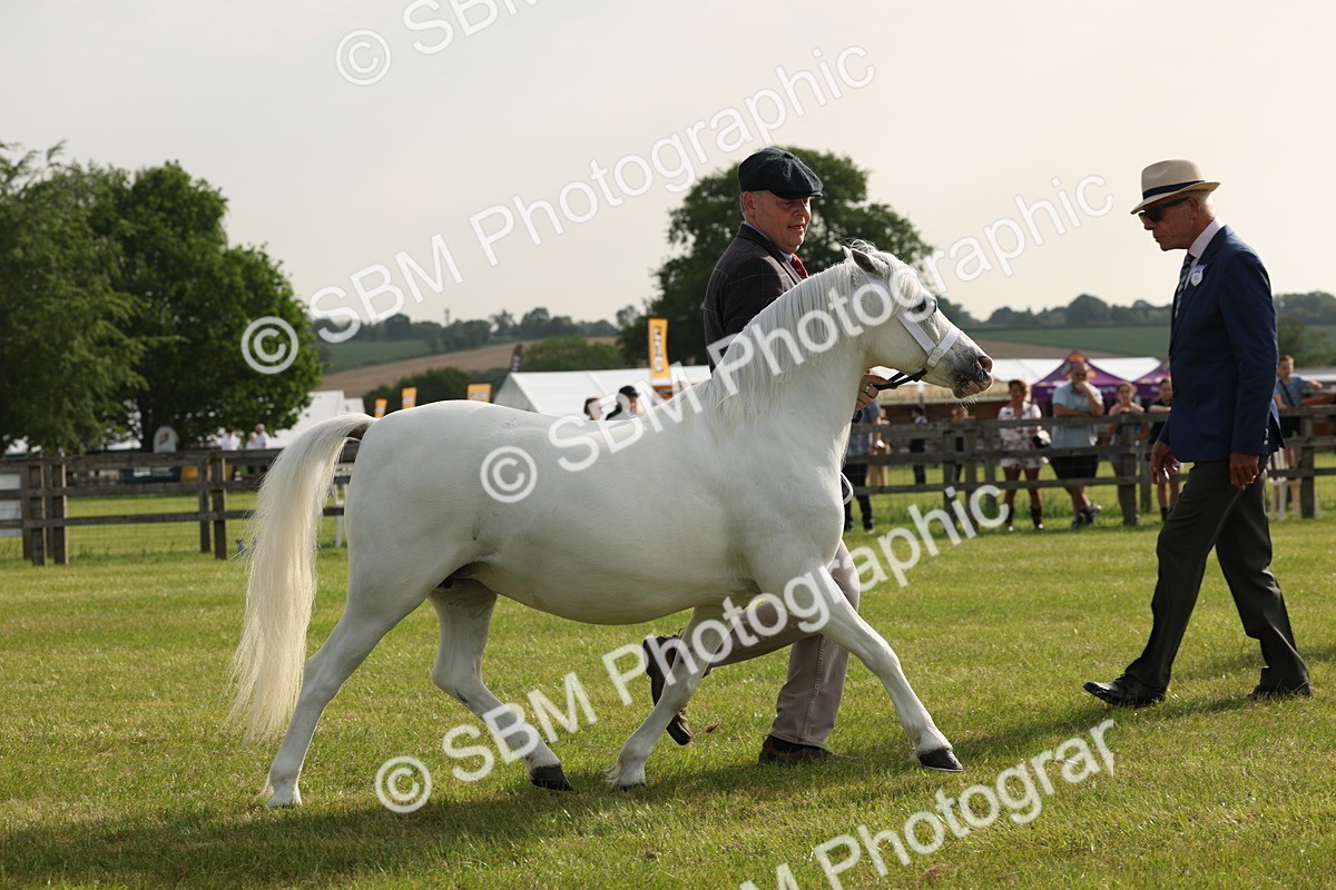 SBM_00529 - Class 6-13 - Mountatin and Moorland In Hand Welsh Breeds