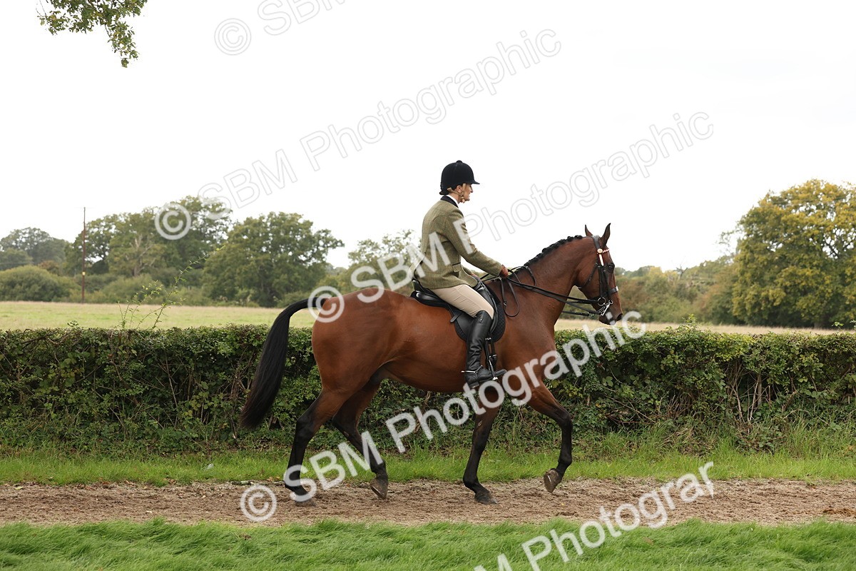 SBM_64181 - S65 - Riding Horse & Hack & Thoroughbred Ridden