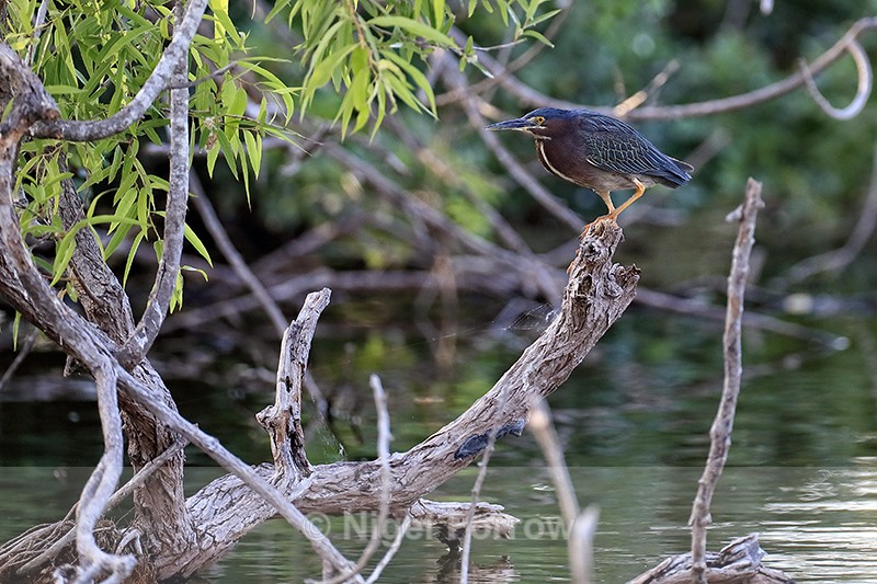 Green Heron perched late afternoon, Venice Rookery, Florida - Green (Green-backed) Heron
