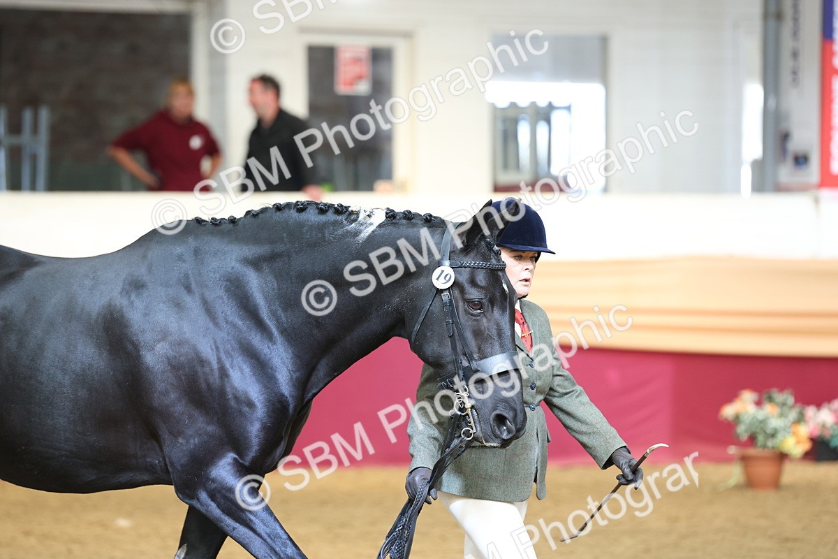 SBM_23316 - Class 903 - Supreme Final - IH Pre Vet