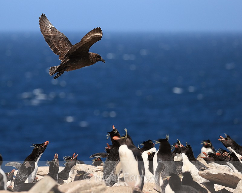Brown Skua harassing Rockhopper colony, Sea Lion Island, Falklands - Falkland (Brown) Skua