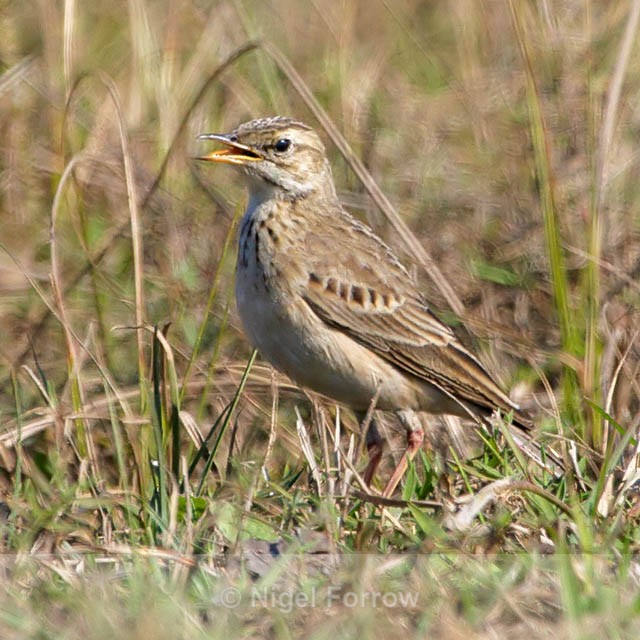 Possible African Pipit? - Unidentified Birds