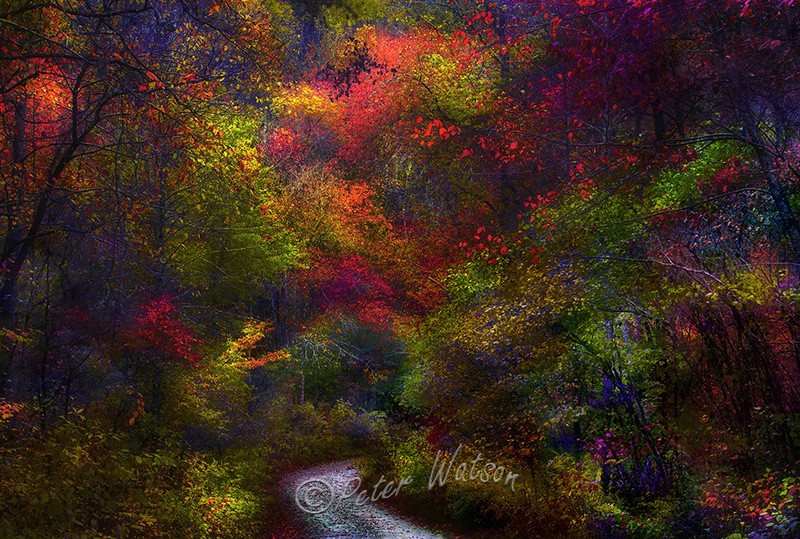 Chattahoochee Forest Georgia USA - Land