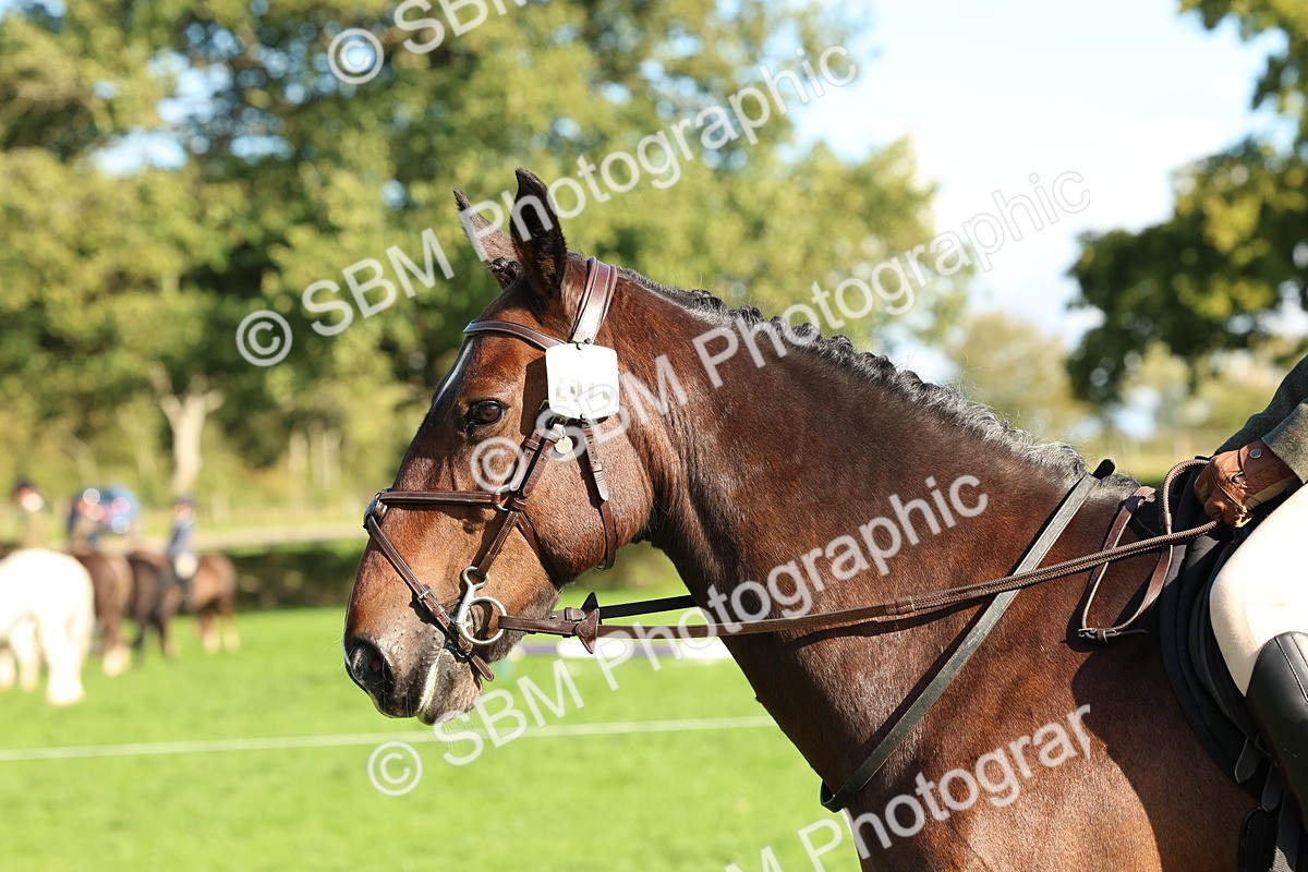 SBM_50129 - S34 - Novice & Newcomers Working Hunter
