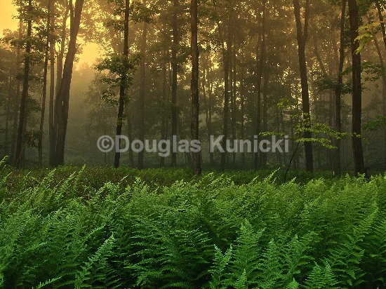  - Allegheny National Forest