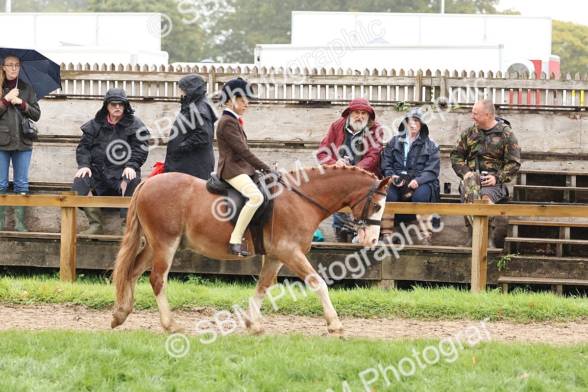 SBM_72978 - S63 Show Pony & Show Hunter Pony Ridden