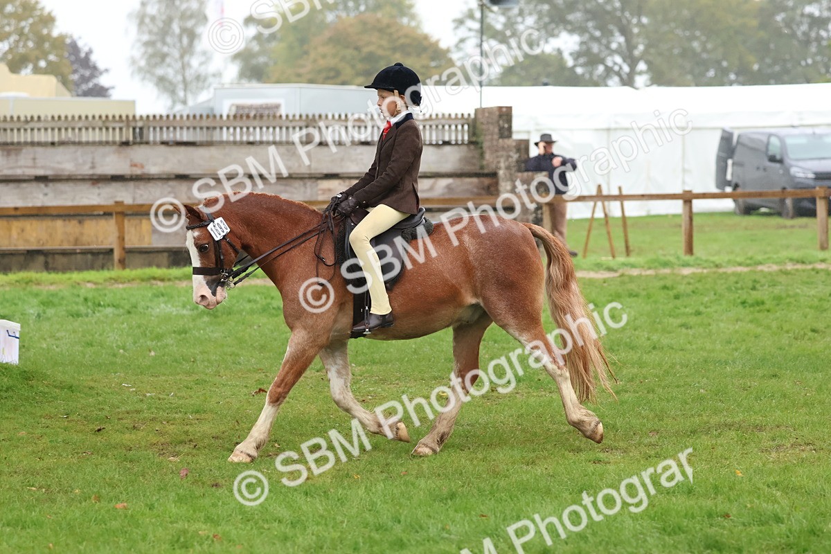 SBM_73067 - S63 Show Pony & Show Hunter Pony Ridden