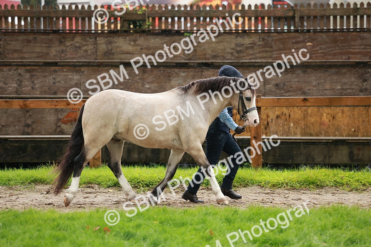 SBM_34874 - S10 - Best In Hand Horse & Pony