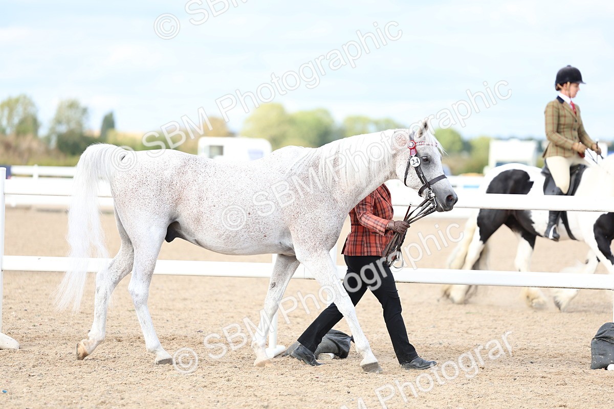 SBM_18682 - Class 317 - IH Pure Bred Horse-Pony
