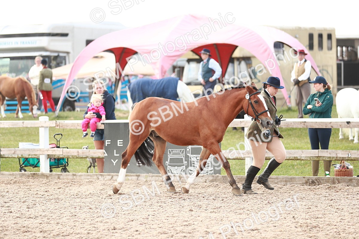 SBM_11763 - Class 206 IH Non Show Type Pony