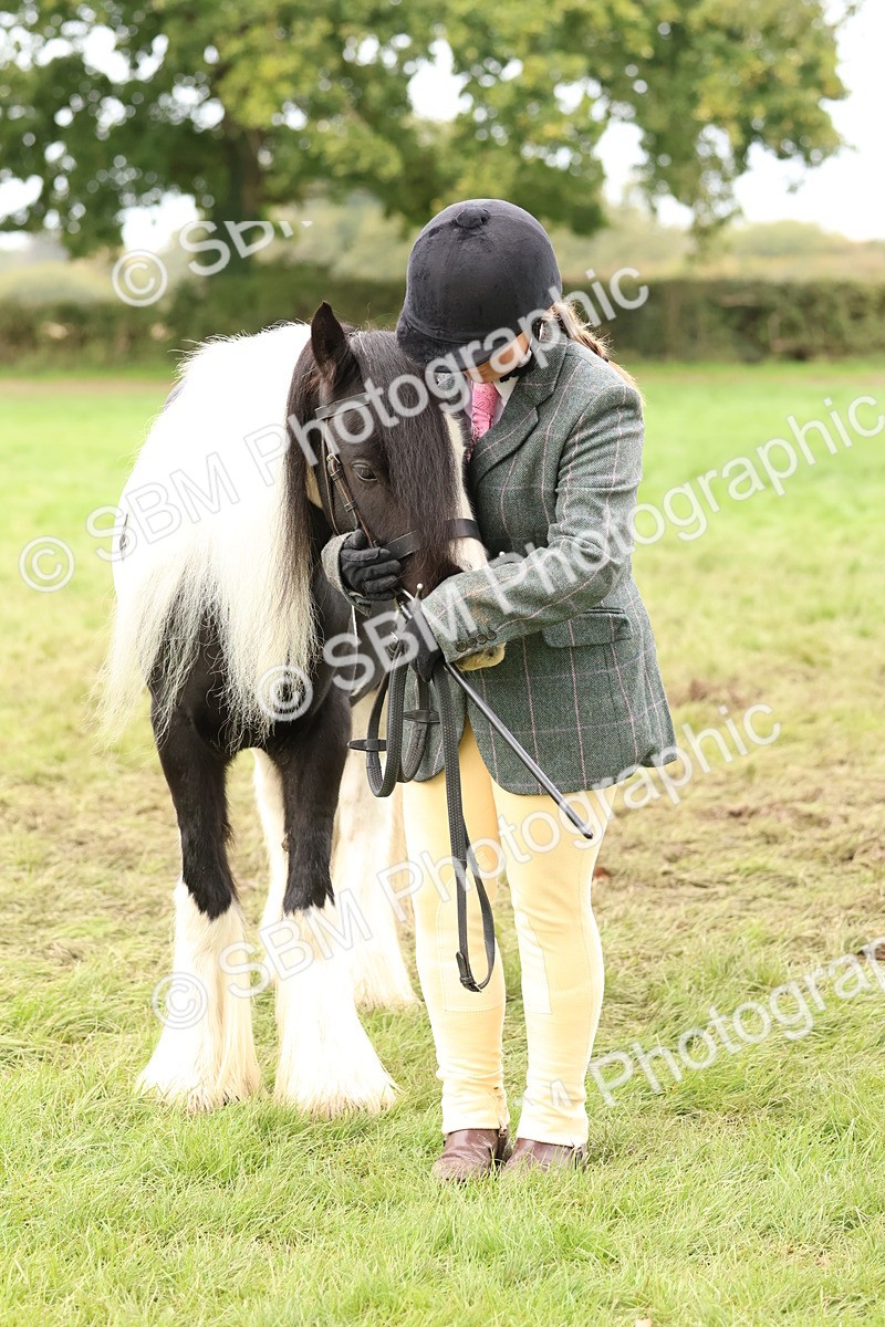 SBM_59907 - S36 - Rehabiliated Rescue Horse & Pony In Hand & Ridden