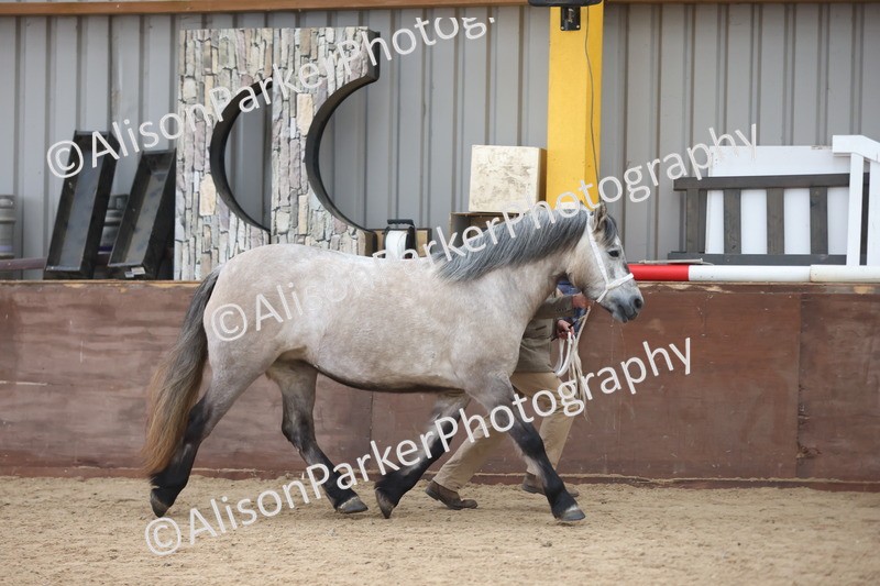 20251109-1213 - Supreme Championship