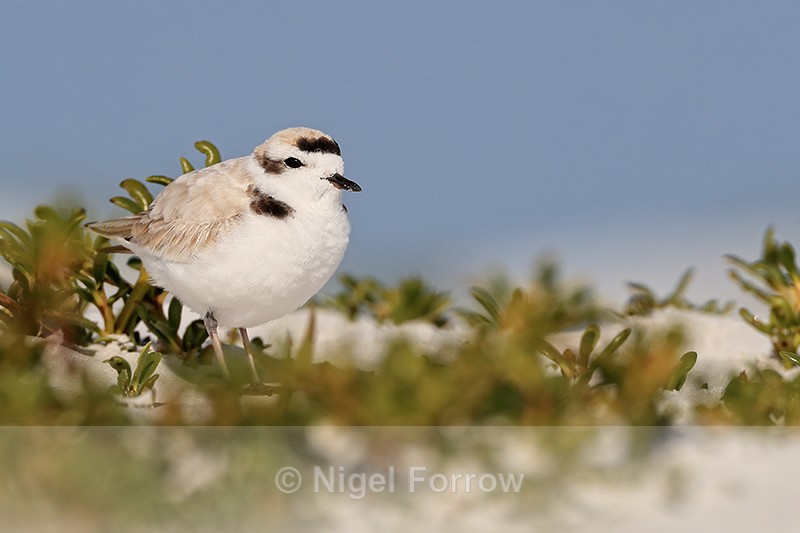Snowy Plover, Fort De Soto Park, Florida - Snowy Plover