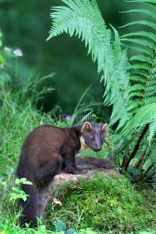 Pine Marten pictures in county louth ireland