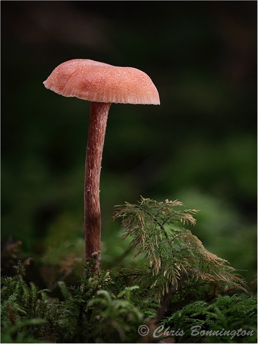 Scurfy Deceiver - Others