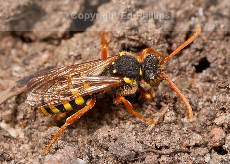 Nomada goodeniana (f)