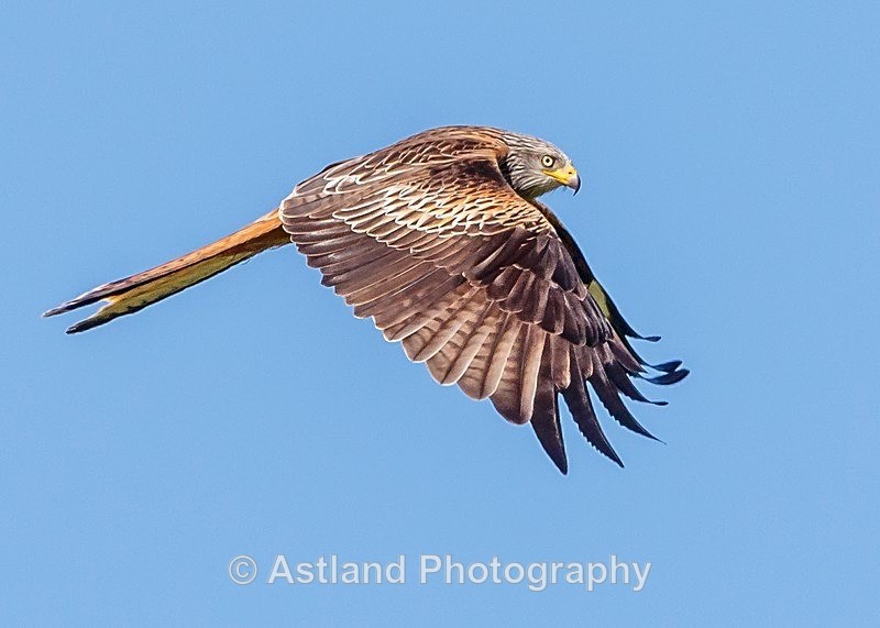Astland Photography, Bird and Wildlife Images, Susan and Peter Wilson, U.K.