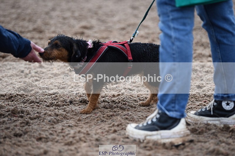 240518A-132804-01305 - Cls 8 Dog the judge would most like to take home