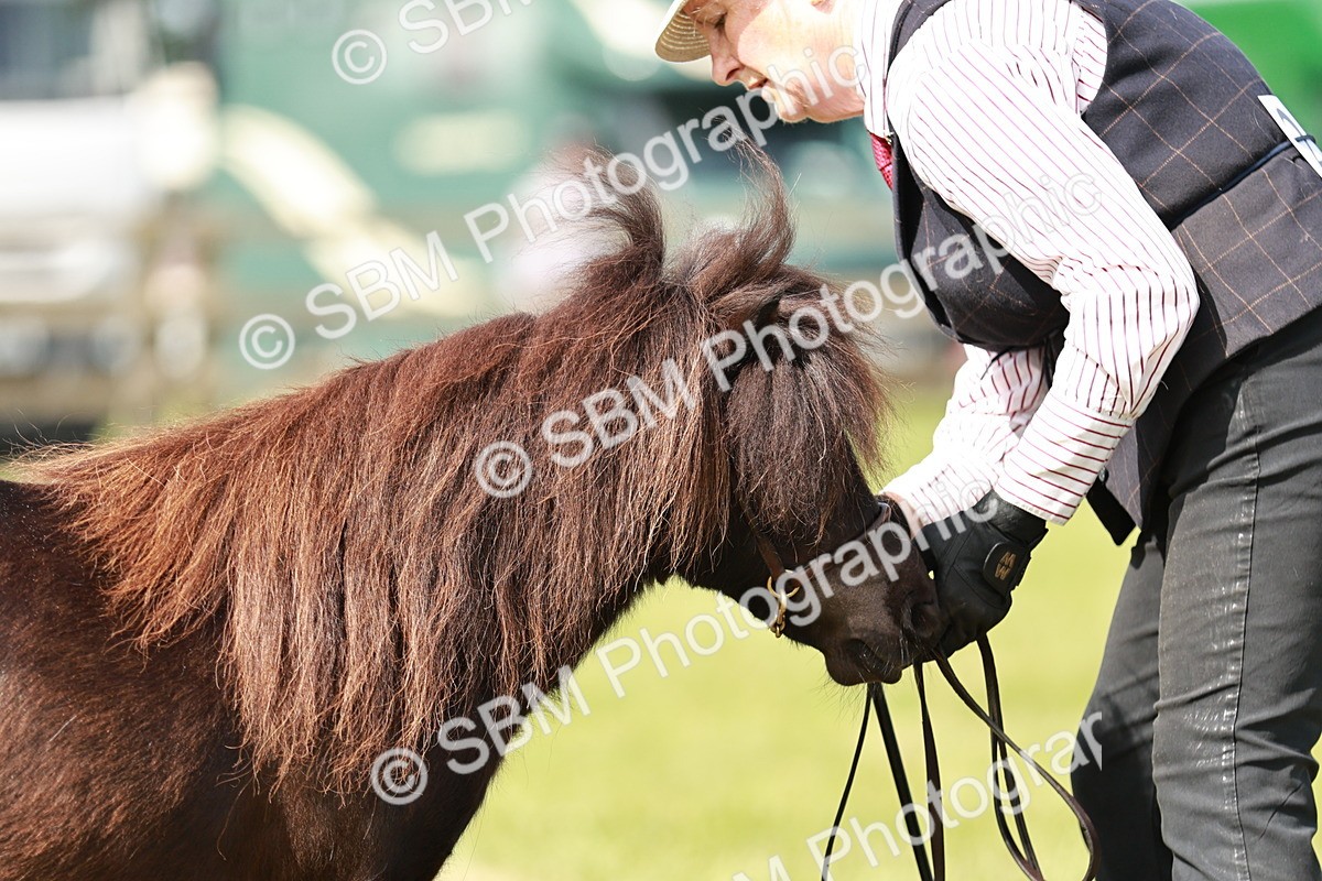SBM_01910 - Class 14-23 - Mountain & Moorland In Hand Non Welsh
