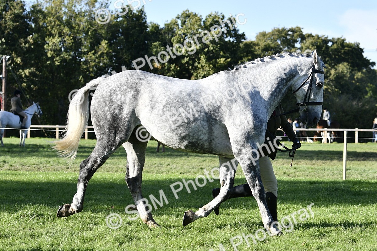 SBM_52234 - S35 - Working Hunter & Working Show Horse
