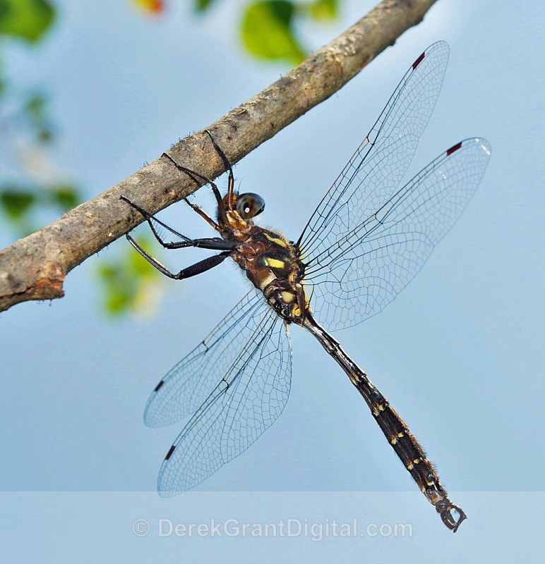 Clamp-tipped Emerald (male) - 1 - Dragonflies of Atlantic Canada
