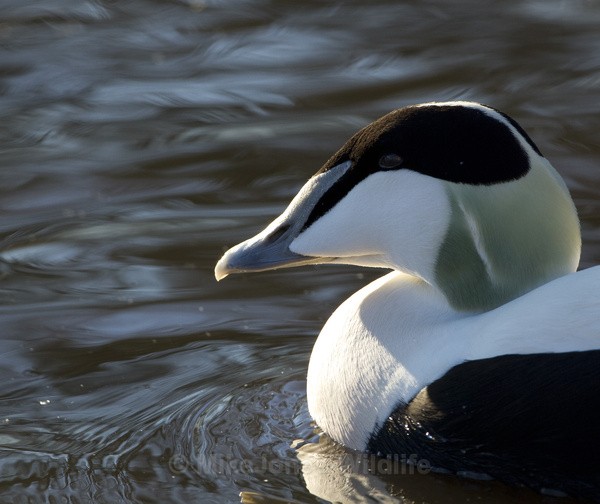 EIDER - THE COMMON EIDER DUCK