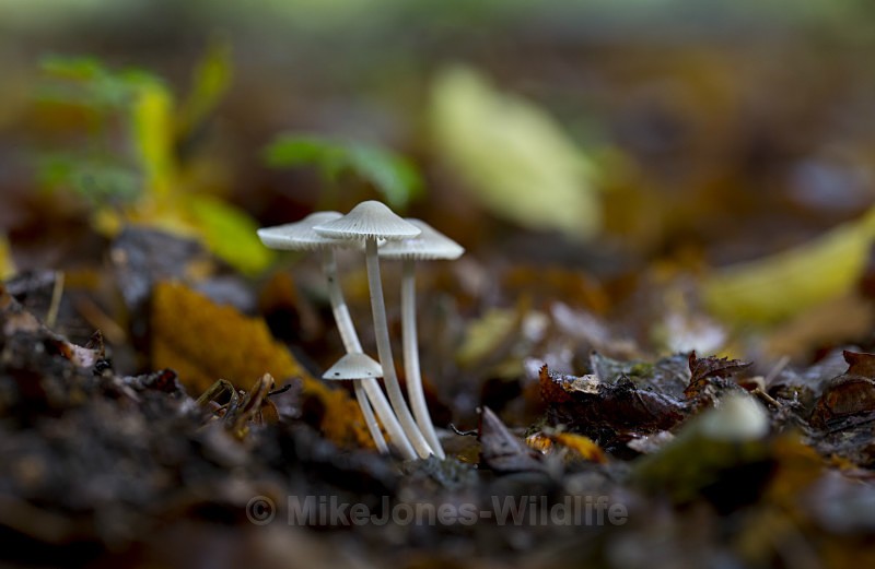 Fungi, Cholmondeley Castle, Cheshire - FUNGI (MUSHROOM) IMAGES