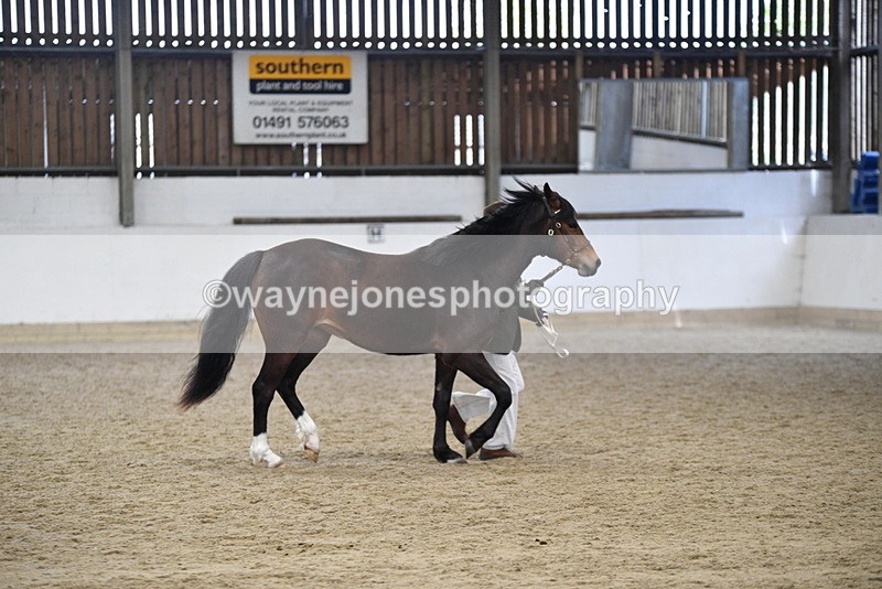 WJ5_5721 - Morning in hand Championship
