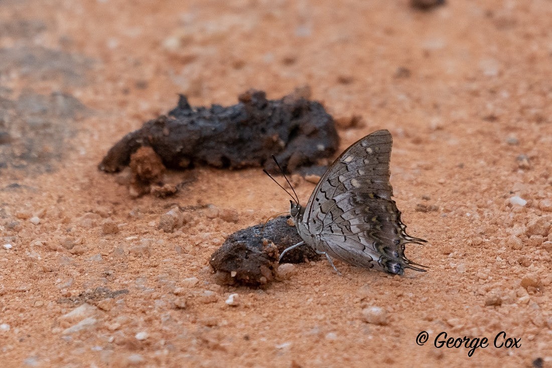Black Rajah - Sri Lanka