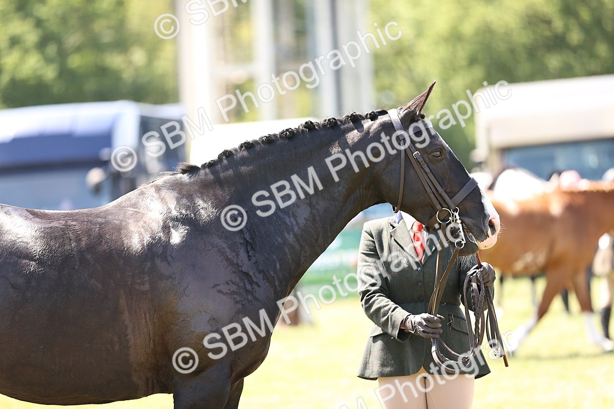SBM_15229 - Class 79-80 - LIHS BSHA Rising Star Ridden Hunter