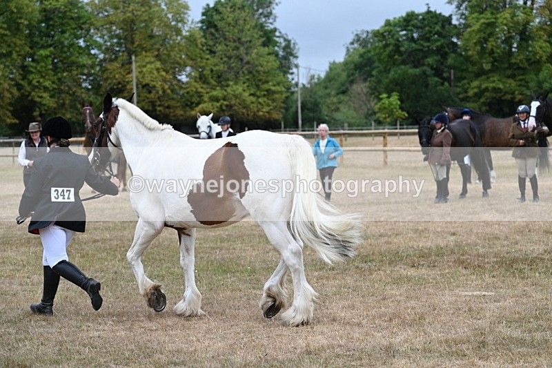 WJ7_0066 - Class 5a Most Handsome Gelding (above 14.2hh)