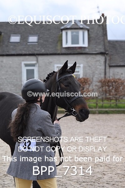 BPP_7314 - RING 1  (RIDDEN HORSES / IN HAND / VETERAN ETC)