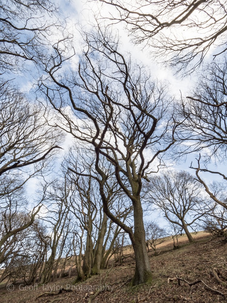 0723 Ragleth Wood - Stretton Hills