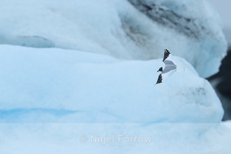 Sabine's Gull flying, Jokulsarlon, Iceland - Sabine's Gull