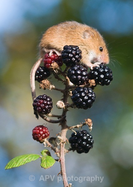 _DSC8364 - Bob's Harvest Mice.