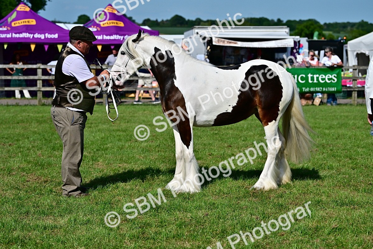 SBM_10035 - Class 63-65 - Traditional Gypsy Cobs In Hand & Ridden