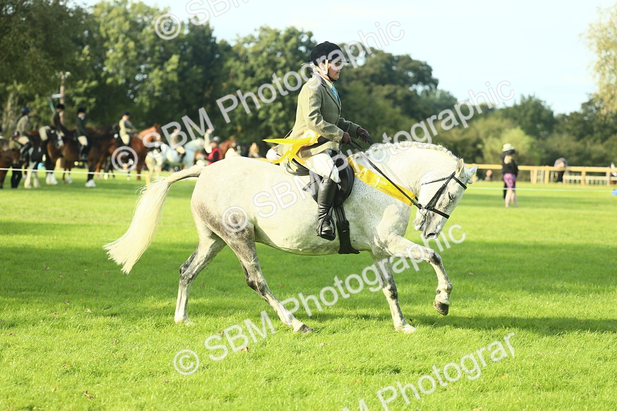 SBM_52274 - Working Hunter Supreme Championship