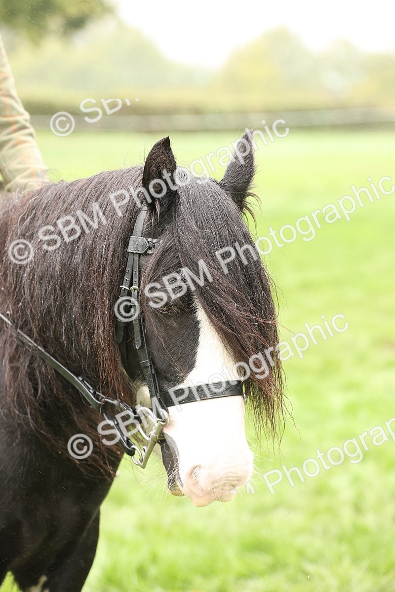 SBM_72805 - S70 - Traditional Cob Ridden