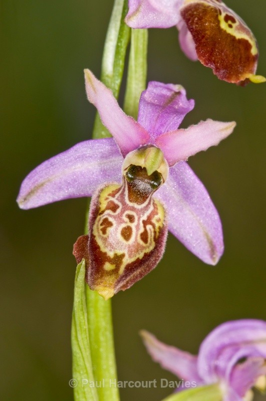 Tyrhennian Ophrys (Ophrys tyrrhena) - Orchids - Ophrys