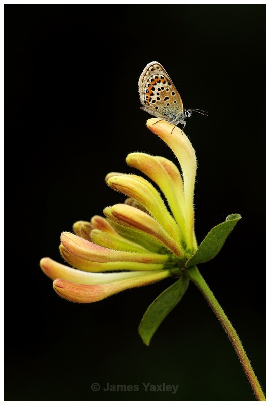 Silver Studded Blue on Wild Honeysuckle 3 - Butterflies, Dragonflies and Demoiselles