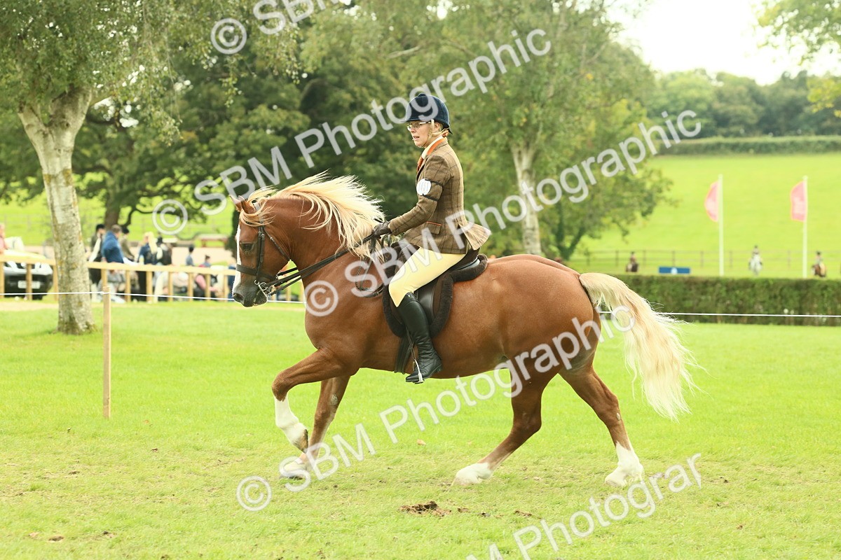 SBM_71964 - S60 - Mountain & Moorland Ridden Large Breeds