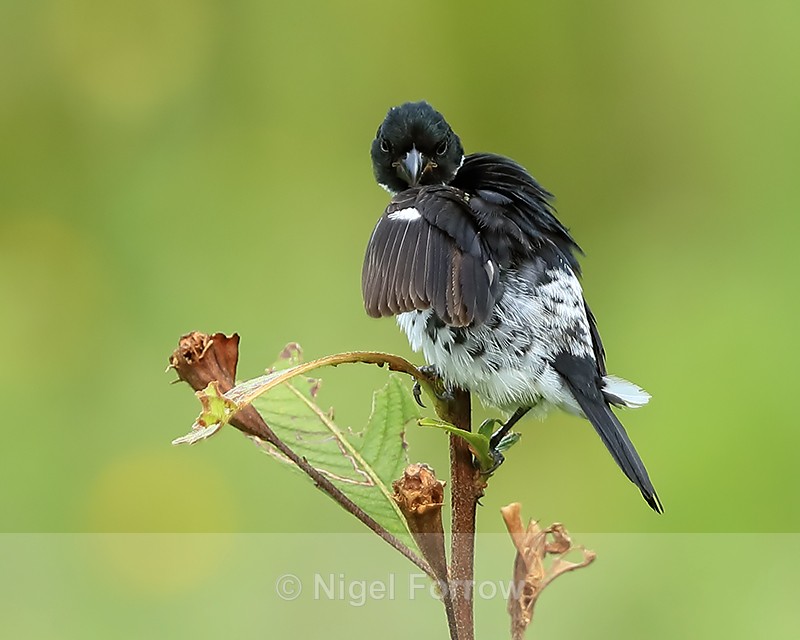 Variable Seedeater (male) preening, Panama - Variable Seedeater