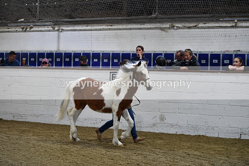 WJ5_3399 - Class 1 Youngstock