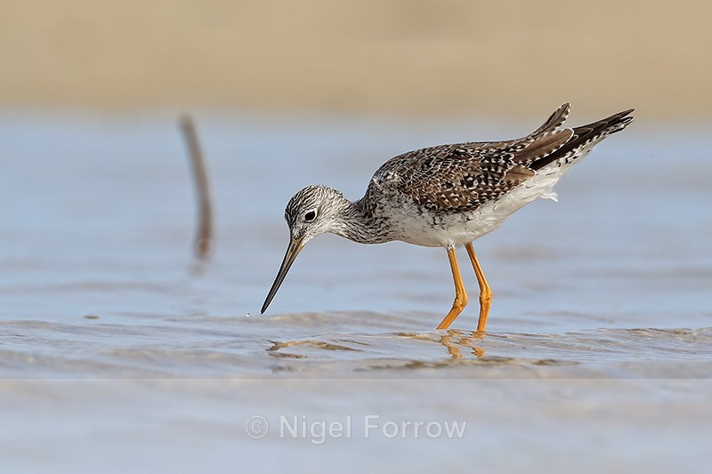 Greater Yellowlegs (breeding adult), Fort De Soto, Florida - Greater Yellowlegs