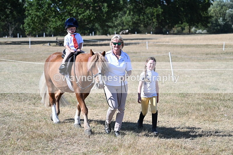 WJ7_1757 - Class 42 Most Handsome Gelding